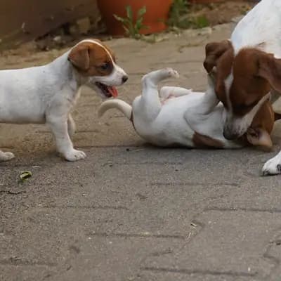 Bild aus vom Reichenwalder Land in Brandenburg, wo unsere Parson Russell Terrier-Hunde in einer liebevollen Umgebung aufwachsen.
