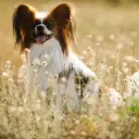 Phalene, Kontinentaler Zwergspaniel