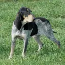 Petit bleu de Gascogne