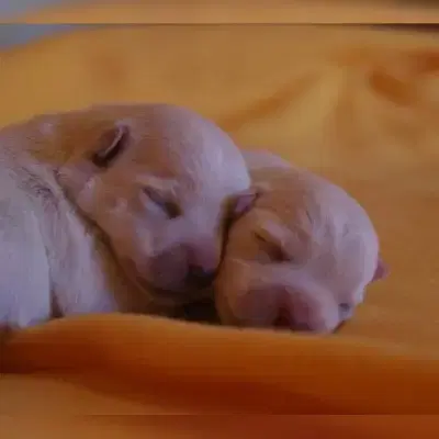 from Shepherdhill cover