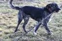 Deerhound