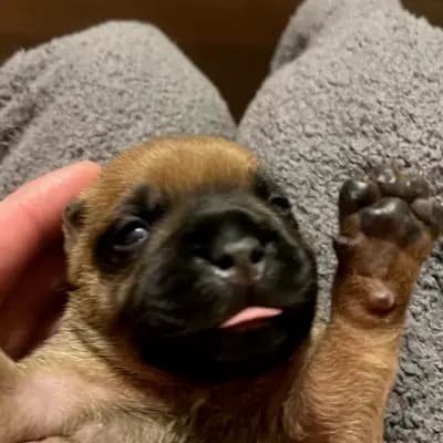 Galerie-Bild von MeinHeart Staff’s  in Sachsen, mit Eindrücken unserer Staffordshire Bull Terrier-Zucht.