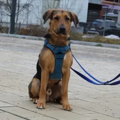 MILO 234991