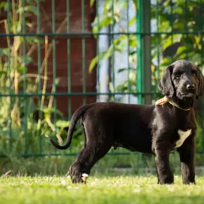 Galerie-Bild von Afghanenzucht Hemera's in Brandenburg, mit Eindrücken unserer Afghanischer Windhund-Zucht.