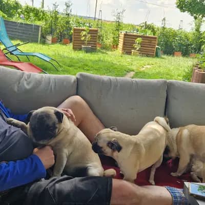 Bild aus Magic of Dreams in Bayern, wo unsere Collie (Langhaar)-Hunde in einer liebevollen Umgebung aufwachsen.