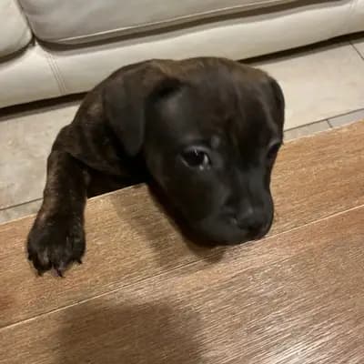 Galerie-Bild von MeinHeart Staff’s  in Sachsen, mit Eindrücken unserer Staffordshire Bull Terrier-Zucht.