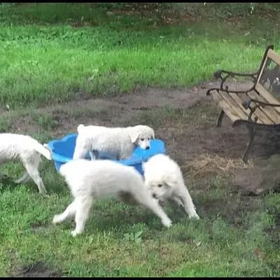 Bild aus Kuvasz "von den großen Strolchen" in Nordrhein-Westfalen, wo unsere Kuvasz-Hunde in einer liebevollen Umgebung aufwachsen.