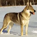 Tschechoslowakischer Wolfhund