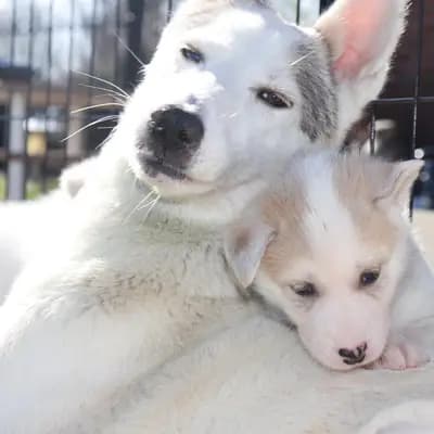 Galerie-Bild von Meister Pet'z in Nordrhein-Westfalen, mit Eindrücken unserer Siberian Husky-Zucht.