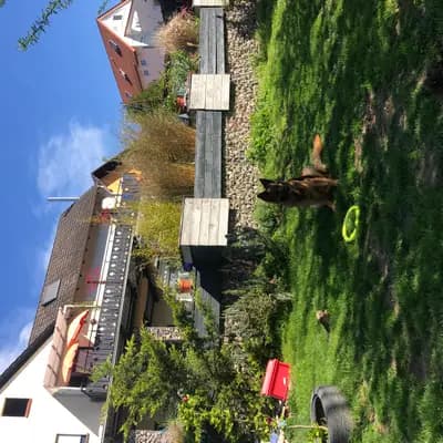Bild aus Altdeutsche Schäferhunde vom Hofe Sankt-Katharina  in Baden-Württemberg, wo unsere Altdeutscher Schäferhund-Hunde in einer liebevollen Umgebung aufwachsen.