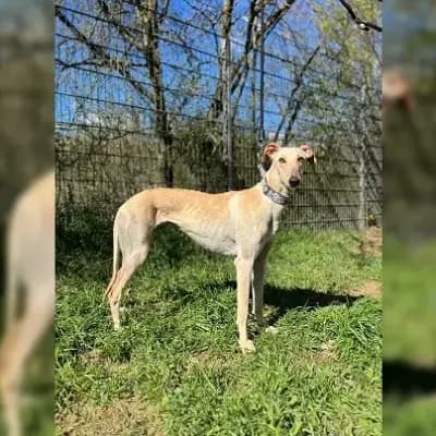 Mona – Afghanischer Windhund, Hessen, At shelter Tierheim Darmstadt