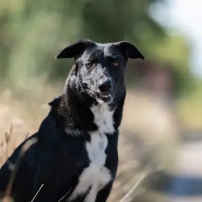 Ophelia – Afghanischer Windhund, Bayern, At shelter Ein Herz für Streuner