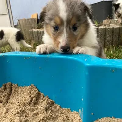 Bild aus Colliezucht 'Of Passion'  in Niedersachsen, wo unsere Collie (Langhaar)-Hunde in einer liebevollen Umgebung aufwachsen.
