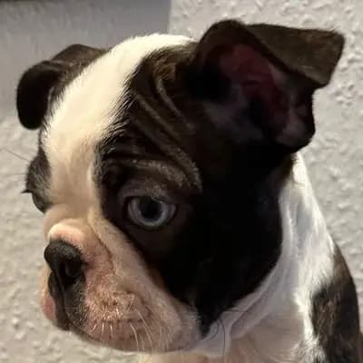 Galerie-Bild von Von den Manchester Hexen Boston Terrier Zucht in Nordrhein-Westfalen, mit Eindrücken unserer Boston Terrier-Zucht.