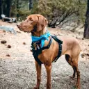 Magyar Vizsla (kurzhaar)