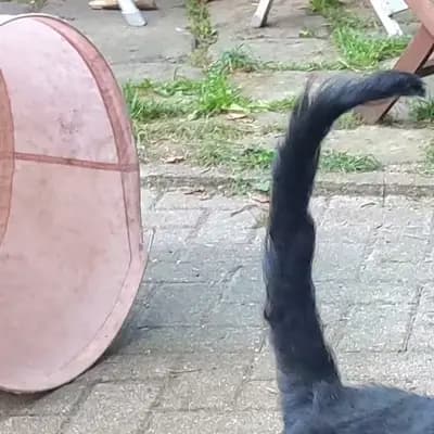 Bild aus Zwinger vom Elbsandstein in Sachsen, wo unsere Airedale Terrier-Hunde in einer liebevollen Umgebung aufwachsen.