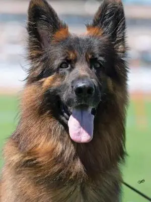 Wurf nach Diva und Ares – Deutscher Schäferhund Wurf, Bayern, Aufgezogen von Team Phoenix 
