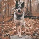Australian Cattle Dog