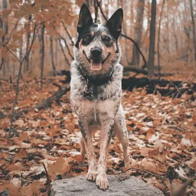 Australian Cattle Dog breed