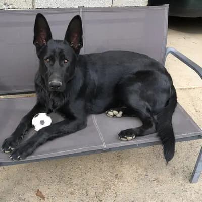 Bild aus Horand's Erbe  in , wo unsere Deutscher Schäferhund-Hunde in einer liebevollen Umgebung aufwachsen.