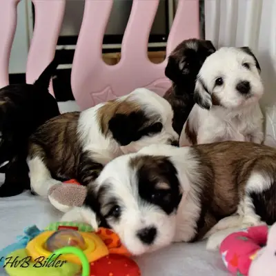 Galerie-Bild von "Tingsha"  Tibet Terrier von Unterfranken in Bayern, mit Eindrücken unserer Tibet Terrier-Zucht.