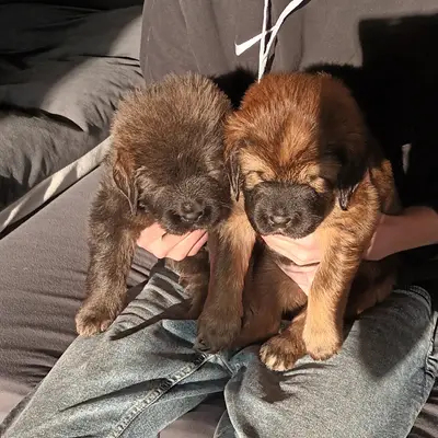 Galerie-Bild von Hundezucht von dem grünen Felde in Niedersachsen, mit Eindrücken unserer Do Khyi-Zucht.