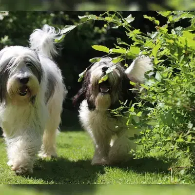 vom Sparkles-Garden cover