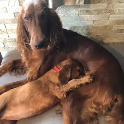 Galerie-Bild von of the maroon fellows in Bayern, mit Eindrücken unserer Irish Red Setter-Zucht.