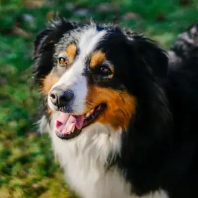 Kima