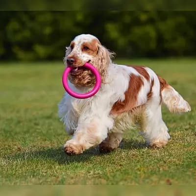 Titelbild von Pandorica (FCI) - Liebhaberzucht seit 2006 in Niedersachsen, Heimat unserer American Cocker Spaniel-Zucht.