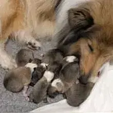 vom Wolzhäuser Tal cover