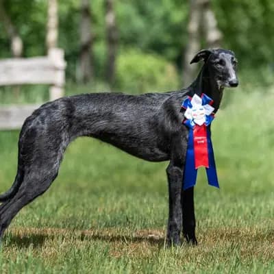 Dulcinea – Galgo Espanol Welpe, Niedersachsen, Raised by del Luna y Sol