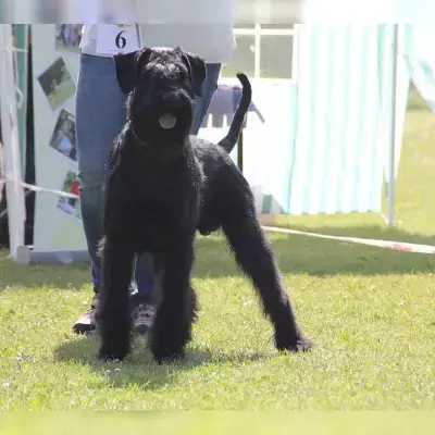 von der Stumpfenburg cover