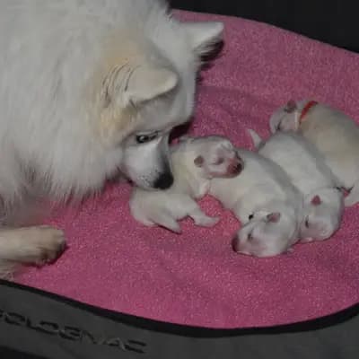 Bild aus Japanspitze von der Haager Schlossturmspitze in Bayern, wo unsere Japan Spitz-Hunde in einer liebevollen Umgebung aufwachsen.