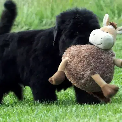 Galerie-Bild von Schwarzer russischer Terrier Welpen - Astra Fidelis FCI in Woiwodschaft Karpatenvorland, mit Eindrücken unserer Russischer Schwarzer Terrier-Zucht.