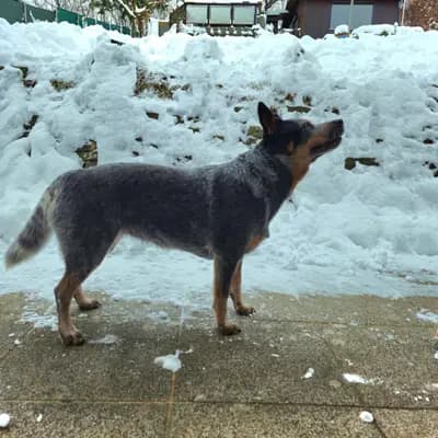 Titelbild von von der Hüttentaler - Höhe in Nordrhein-Westfalen, Heimat unserer Australian Cattle Dog-Zucht.