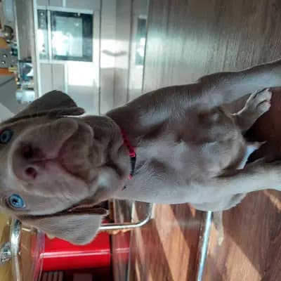 Foto von ! VERKAUFT! MUNDUS (die Welt), einem Weimaraner (kurzhaar)-Welpe in Niederösterreich.