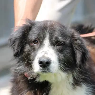 Benjo – Border Collie, Hessen, Im Tierheim Das kleine Tierheim angeschlossen an Pferd und Hund e.V.
