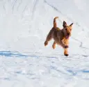 Irish Soft Coated Wheaten Terrier