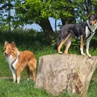 Märchencollies cover