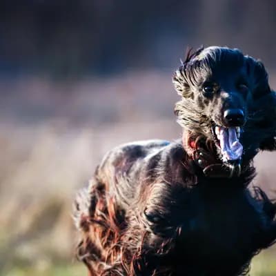 Galerie-Bild von Afghanenzucht Hemera's in Brandenburg, mit Eindrücken unserer Afghanischer Windhund-Zucht.