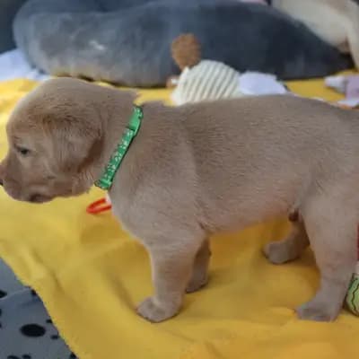 Asarum von der alten Oberförsterei - Labrador Retriever Welpe in Thüringen