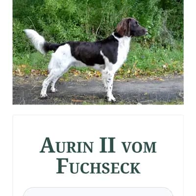 Foto von Aurin , einem Kleiner Münsterländer-Elternhund in Niedersachsen.