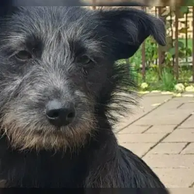Naya