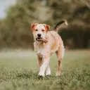 Border Terrier