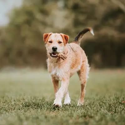 Border Terrier breed