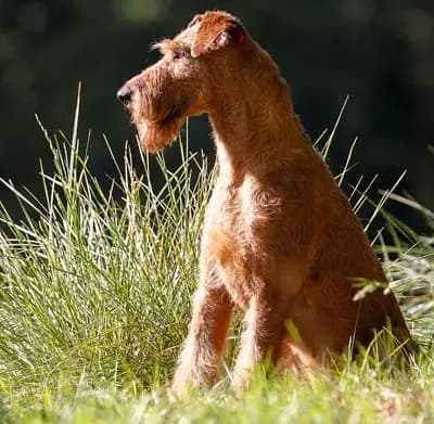 Galerie-Bild von Cú Chulainn's Irish Terrier in , mit Eindrücken unserer Irish Terrier-Zucht.