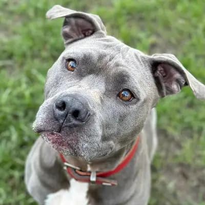 Foto von Jette, einem geretteten American Staffordshire Terrier in Hamburg.