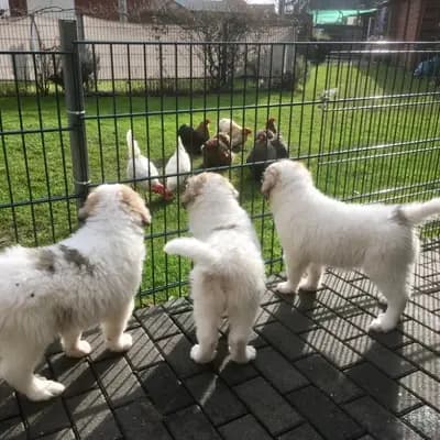 Galerie-Bild von Pyrenäenberghunde vom  Nienkamphof  in Nordrhein-Westfalen, mit Eindrücken unserer Pyrenäen-Berghund-Zucht.