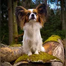 von den Tuffstein-Wölfen cover